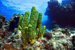 Coral a green sponge in the Caribbean Sea. Cozumel. by Sergey Lisitsyn 